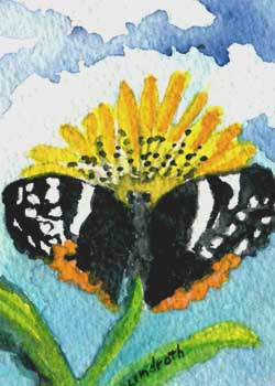 Red Admiral Butterfly Mary Lou Lindroth Rockton Ill watercolor  SOLD